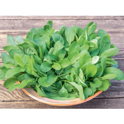 Rucola - zaadschijf - BIODYNAMISCH