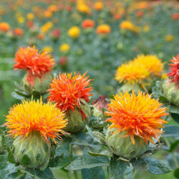 Carthamus tinctorius - Saffloer - BIO