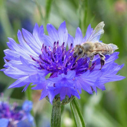 Korenbloem - Centaurea cyanus - BIO