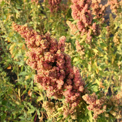 Chenopodium quinoa - Gierstmelde/quinoa - BIO