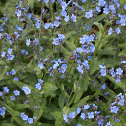 Cynoglossum amabile - Hondstong - BIO - 50% korting wegens verminderde kiemkracht