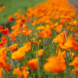 Eschscholzia californica - Slaapmutsje - Oranje - BIO