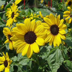 Helianthus debilis - Zonnebloem - kleinbloemig - BIO