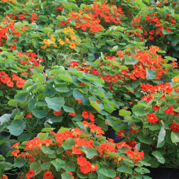 Tropaeolum majus - Oostindische kers - niet-rankend - BIO