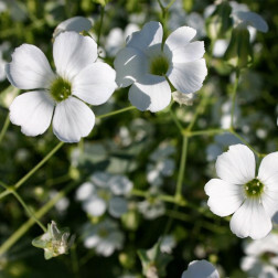 Vaccaria hispanica - Koekruid - wit - BIO