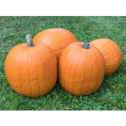 Pompoen - Jack'o lantern - BIODYNAMISCH