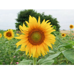 Zonnebloem mengeling - 5 kg - voor 1000 à 1250 m² - BIO