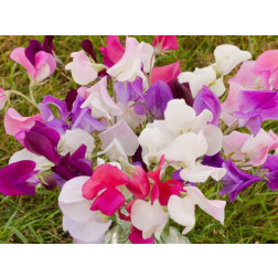Lathyrus odoratus - Reukerwt - BIODYNAMISCH