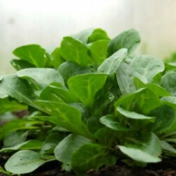 Veldsla - De Comines - BIO - 50% korting wegens verminderde kiemkracht