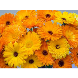 Calendula officinalis - Goudsbloem - BIODYNAMISCH