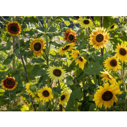 Helianthus annuus - Zonnebloemmengsel 'La Torre' - BIODYNAMISCH