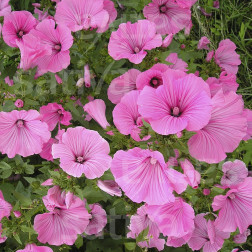 Lavatera trimestris - Grootbloemige lavatera - BIODYNAMISCH