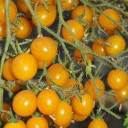 Cherrytomaat - Yellow Clementine - BIO