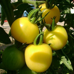 Tomaat - Mirabelle Blanche - BIO - 50% korting wegens verminderde kiemkracht