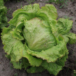 Ijsbergsla - Grazer Krauthäuptel 2 - BIO