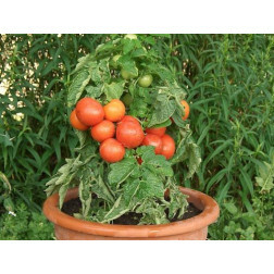 Struiktomaat - Rotkäppchen - BIODYNAMISCH