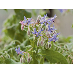 Borago officinalis - Bernagie (komkommerkruid) - 1,5 g - BIODYNAMISCH