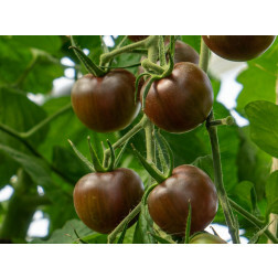 Kerstomaat - Black Cherry - BIODYNAMISCH