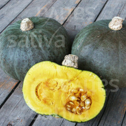 Pompoen - Green Hokkaido - BIODYNAMISCH
