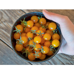 Wilde tomaat - Golden Currant - BIODYNAMISCH
