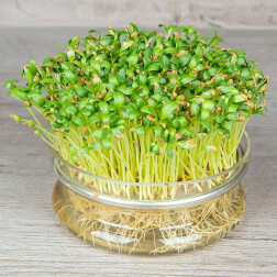 Fenegriek voor kiem 25g - BIO
