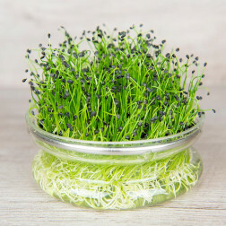 Kiemgroente - Chinese bieslook - 20g - BIO