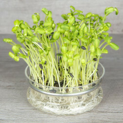 Kiemgroente - Zonnebloem 25g - BIO