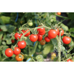 Tomaat - Rote Ribisel - BIODYNAMISCH