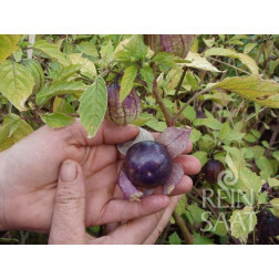 Tomatillo - Purple - BIO
