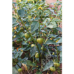 Tomatillo - Green - BIO - 50% korting wegens verminderde kiemkracht