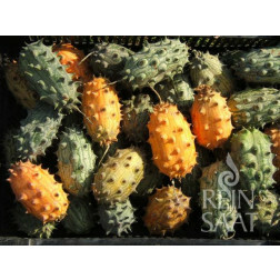 Gehoornde meloen - Kiwano - BIO