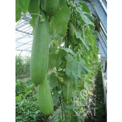 Komkommer - Luffa - BIO