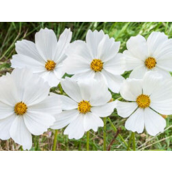 Cosmos bipinnatus - Cosmos wit - BIO