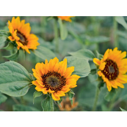 Helianthus annuus - Zonnebloem 'Hella' - BIODYNAMISCH