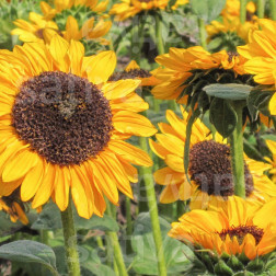 Helianthus annuus - Zonnebloem - Hella - BIODYNAMISCH