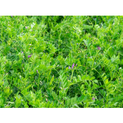 Zomerwikke (voederwikke) - Vicia sativa - 40g - BIO - 50% korting wegens verminderde kiemkracht