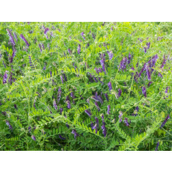 Winterwikke (bonte wikke) - Vicia villosa - Rea - 1kg - BIO