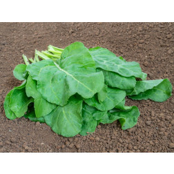 Warmoes - Verde da taglio - BIODYNAMISCH