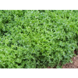Krulandijvie - Wallonne (Frisée) - BIODYNAMISCH