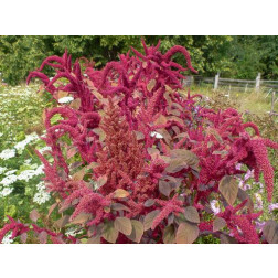 Amaranthus tricolor - Kattenstaart/Amaranth - BIODYNAMISCH 