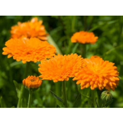 Calendula officinalis - Goudsbloem oranje gevuld - BIO