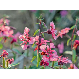 Clarkia elegans - Amandelroosje - BIODYNAMISCH
