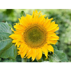 Helianthus annuus - Zonnebloem - Sunspot - BIODYNAMISCH