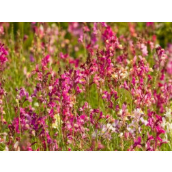 Linaria maroccaria - Marokkaans vlasleeuwenbekje - BIODYNAMISCH