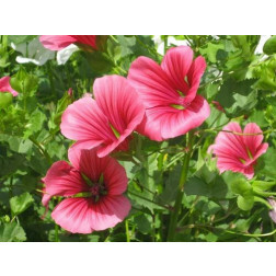 Malope trifida - Trechtermalva - BIODYNAMISCH