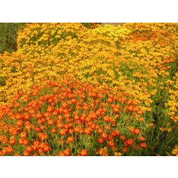 Tagetes tenuifolia - Kleinbloemig afrikaantje mengeling - BIODYNAMISCH