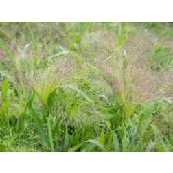 Panicum virgatum - Vingergras 'Fontaine' - BIODYNAMISCH