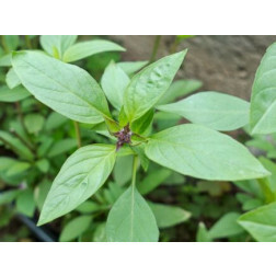 Thaise basilicum - BIO
