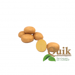 Pootaardappelen - Connect - maat A 28/35 - 1kg - BIO 