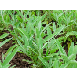 Salvia officinalis - Salie -  BIODYNAMISCH